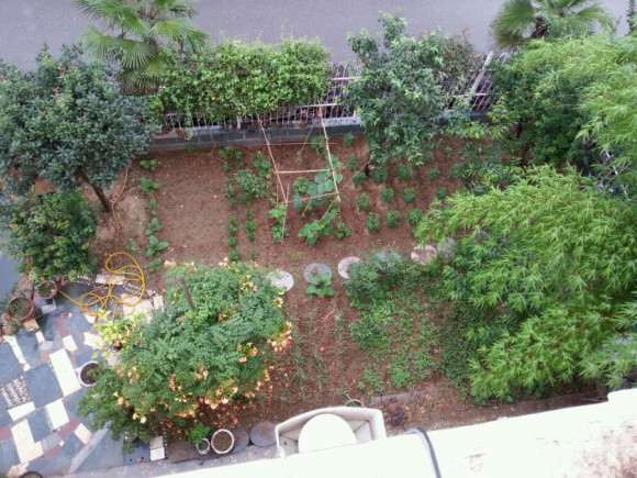 真心想地栽茶花下山桩 怎么样