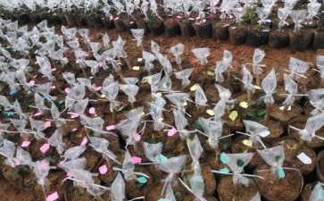 真心想地栽茶花下山桩 可以吗 图片