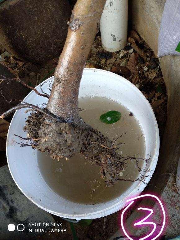 茶花下山桩伤根很严重