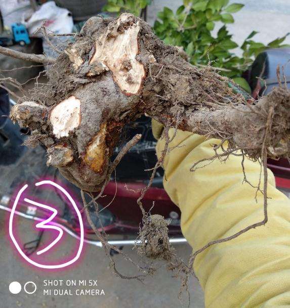 茶花下山桩伤根很严重