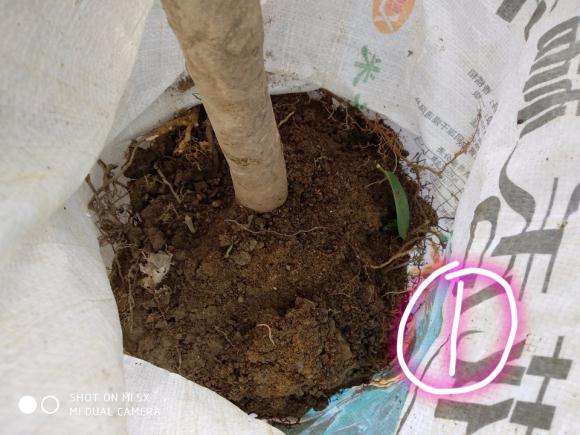 茶花下山桩伤根很严重