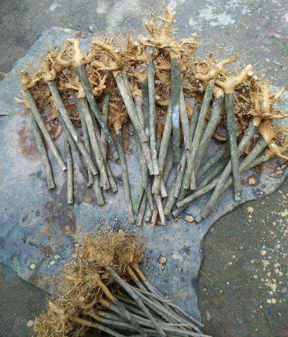 红露珍茶花下山桩大量出货中
