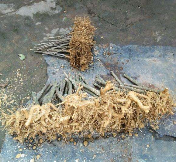 红露珍茶花下山桩大量出货中