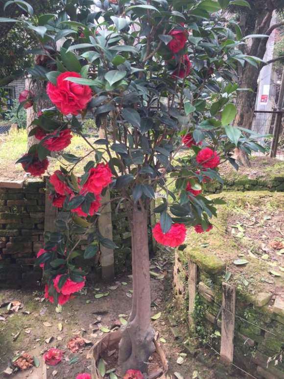 茶花下山桩 800元买的