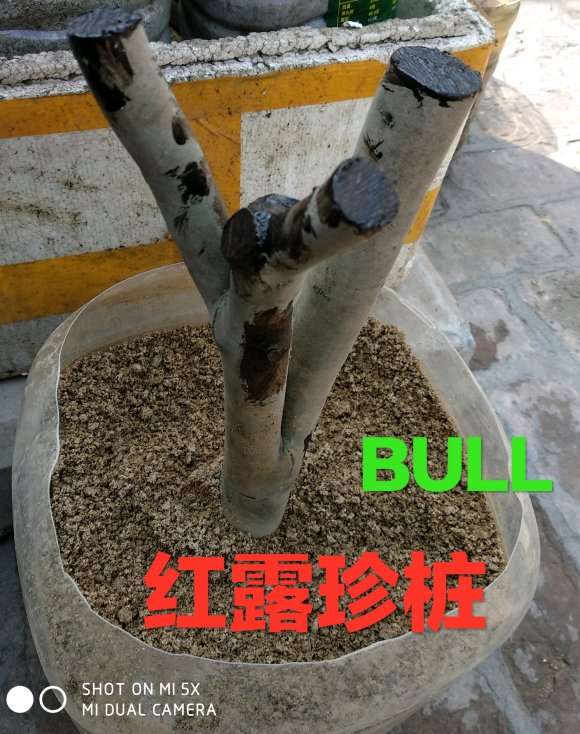 茶花下山桩嫁接用河沙可以吗