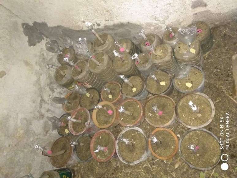 茶花下山桩嫁接用河沙可以吗