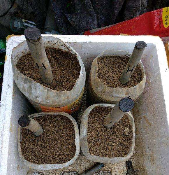 茶花下山桩嫁接用河沙可以吗