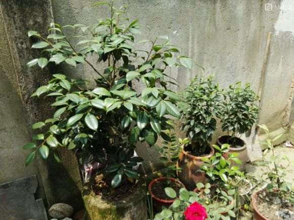 不知道茶花下山桩要不要修剪