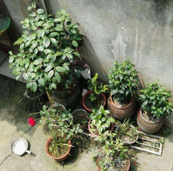 不知道茶花下山桩要不要修剪