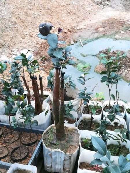 我这样耐东下山桩 花市能卖多少钱