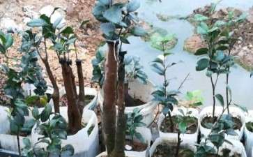 我这样耐冬茶花下山桩 花市卖多少钱