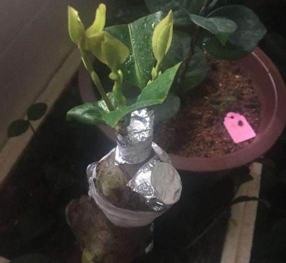 连蕊茶下山桩地栽