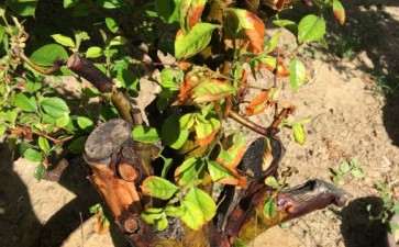 木瓜熟桩下山桩为什么回枝 图片