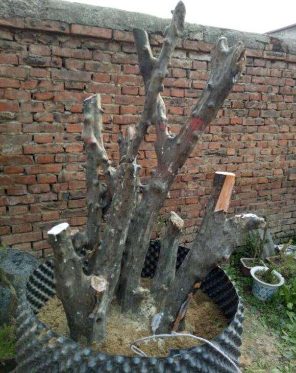 今有一木瓜下山桩 求老师指导设计