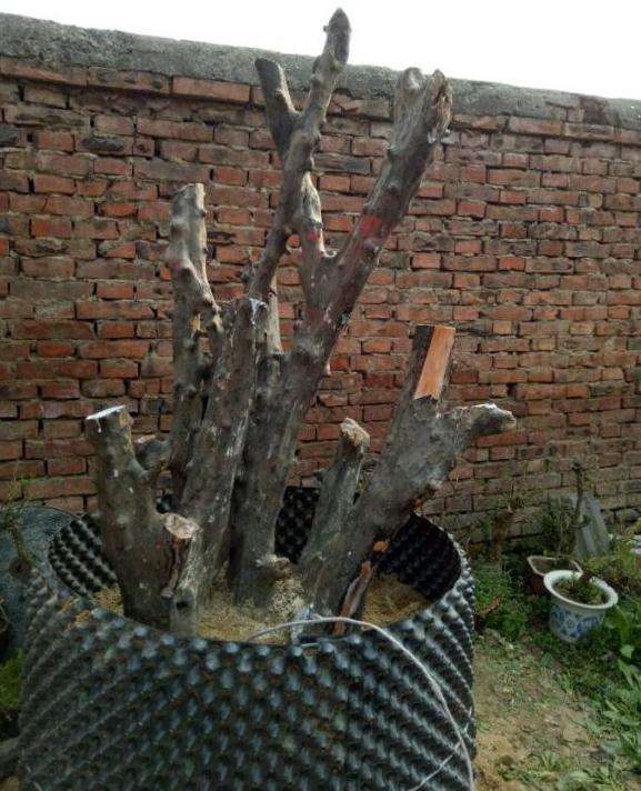 今有一木瓜下山桩 求老师指导设计