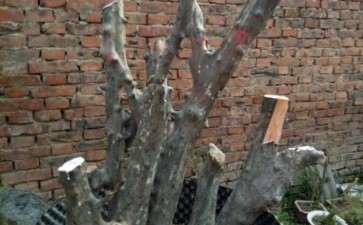 今有一木瓜下山桩 求老师指导设计