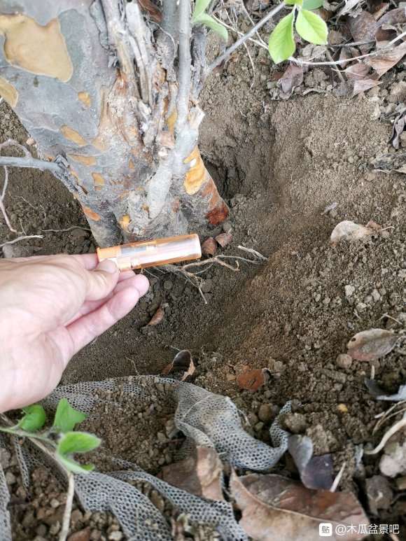 木瓜下山桩准备做盆景