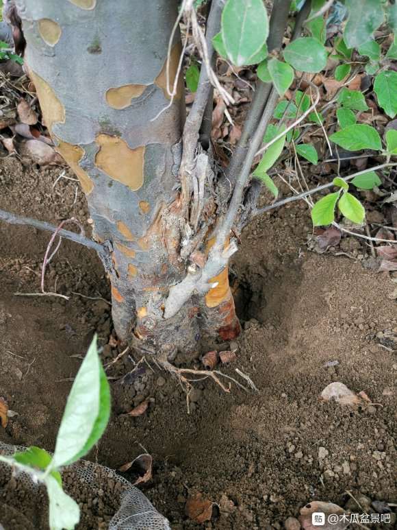 木瓜下山桩准备做盆景