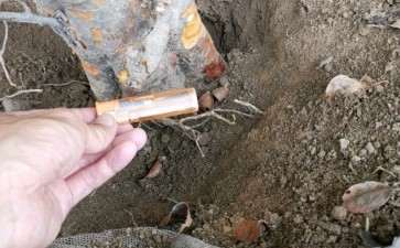 木瓜下山桩准备做盆景 可以吗 图片