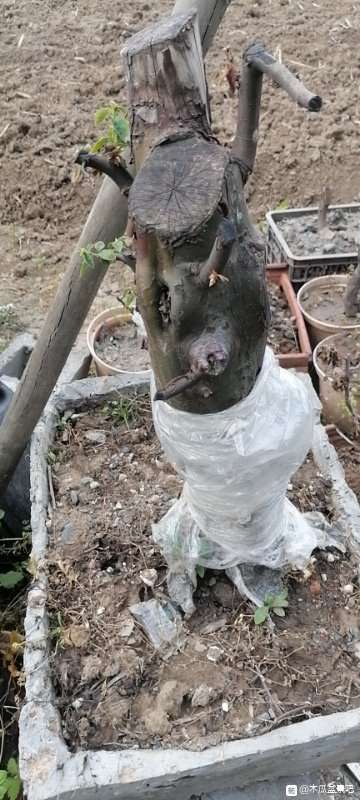 为什么木瓜下山桩上盆就死