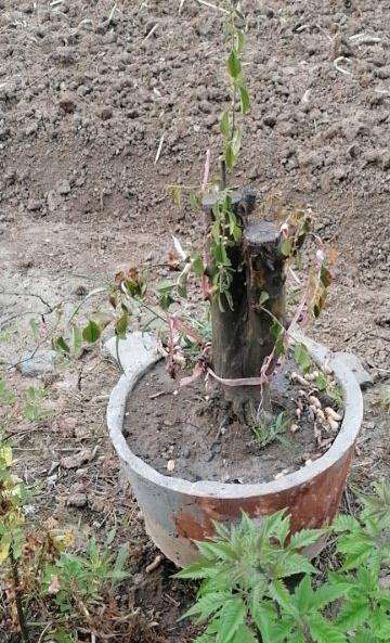 为什么木瓜下山桩上盆就死