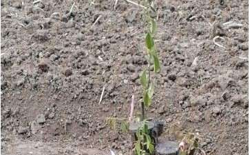 为什么木瓜下山桩上盆就死 图片