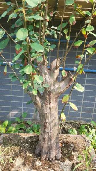 秦岭木瓜下山桩 求各位大师设计