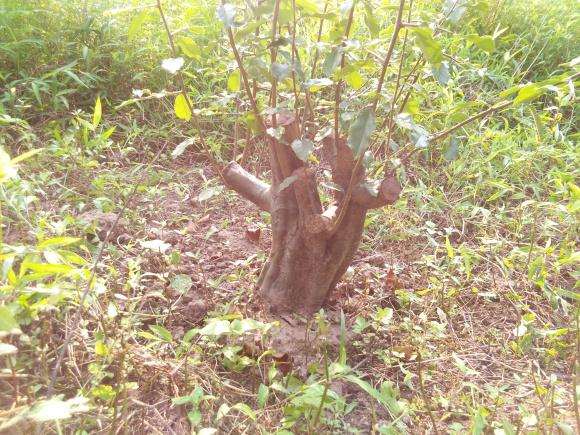 秦岭木瓜下山桩 求各位大师设计