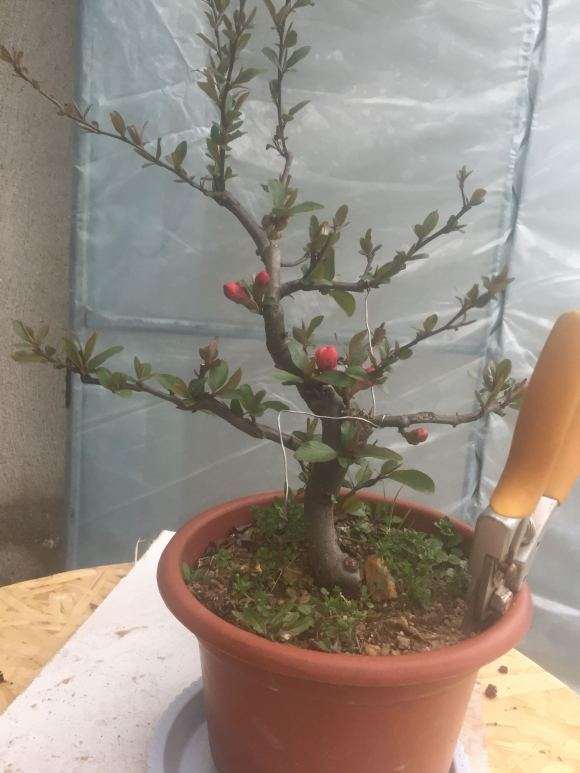 去年高压的一棵木瓜下山桩