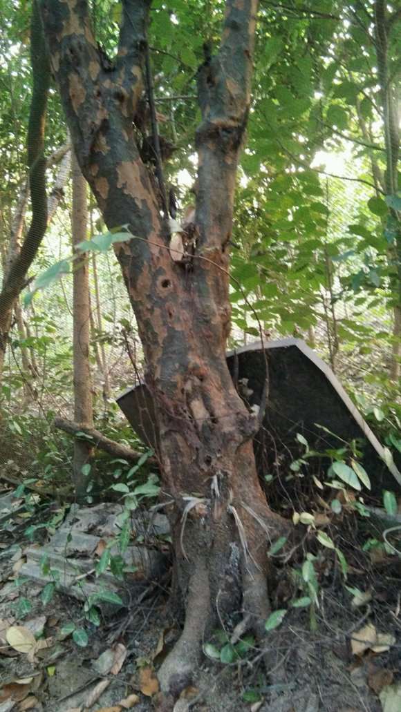 这棵木瓜下山桩可以做盆景吗