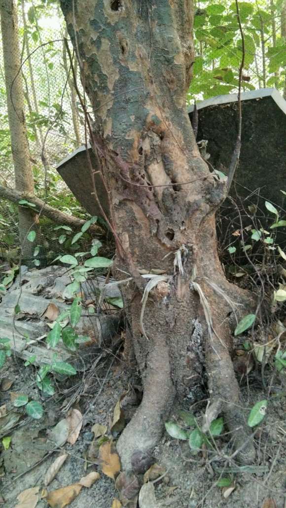 这棵木瓜下山桩可以做盆景吗