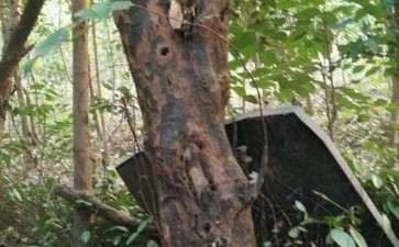 这棵木瓜下山桩可以做盆景吗 图片