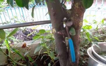 木瓜下山桩 不知道几年开花 怎么办 图片