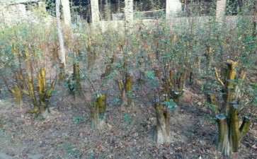 木瓜下山桩是否能做盆景 图片