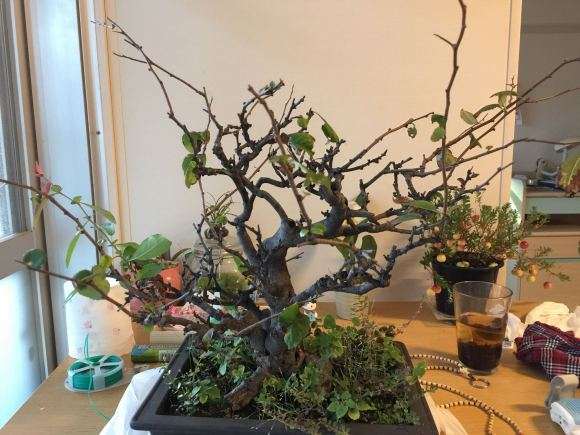 买了盆别人养废了的木瓜下山桩