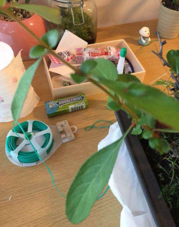 买了盆别人养废了的木瓜下山桩