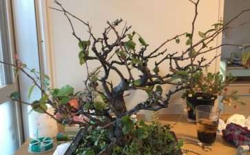 买了盆别人养废了的木瓜下山桩 可以吗