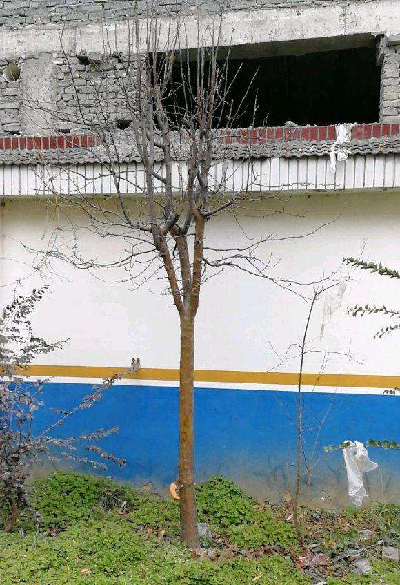 木瓜下山桩树怎么截杆做盆景