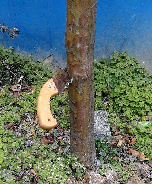 木瓜下山桩树怎么截杆做盆景