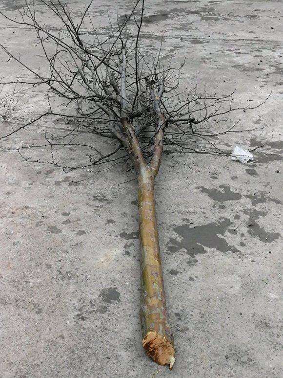 木瓜下山桩树怎么截杆做盆景