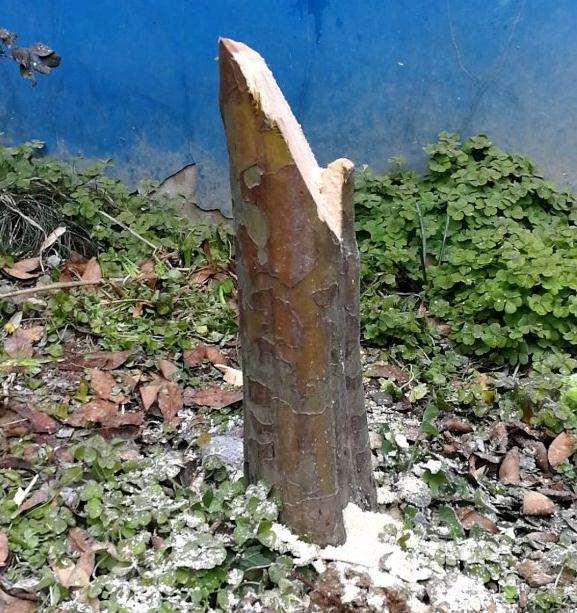 木瓜下山桩树怎么截杆做盆景