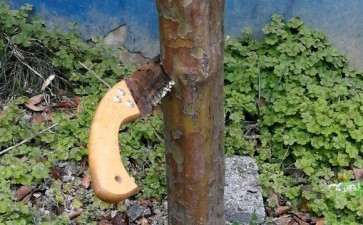 木瓜下山桩树怎么截杆做盆景 图片