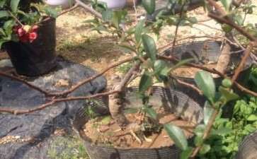 真正盆栽海棠  还有木瓜下山桩 图片