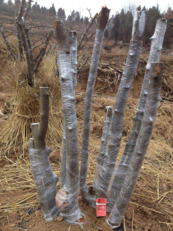 谁能挖到木瓜下山桩可以结果的