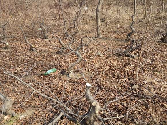 地养8年的木瓜下山桩