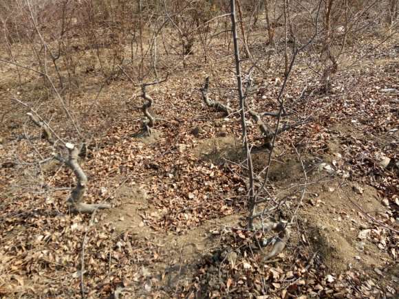 地养8年的木瓜下山桩