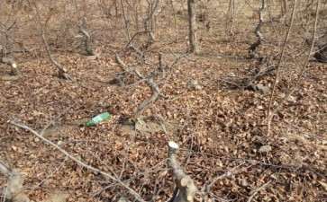 地养8年的木瓜下山桩 可以吗 图片