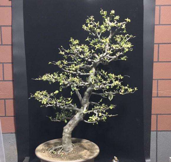 一棵50年的童子功木瓜盆景