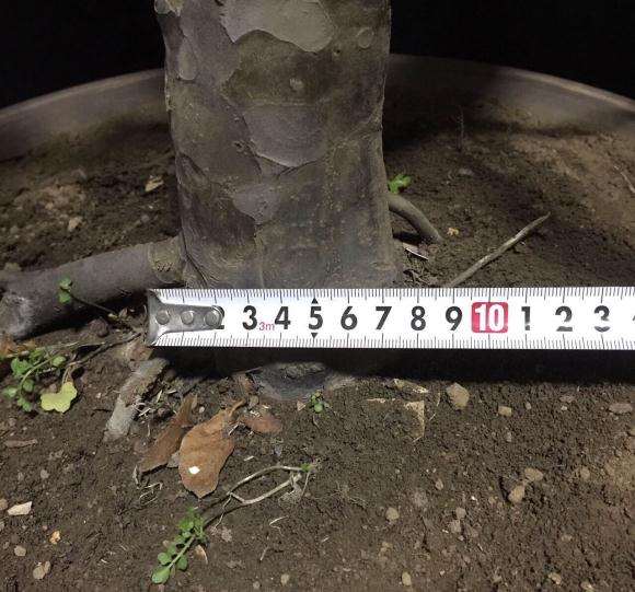 一棵50年的童子功木瓜盆景