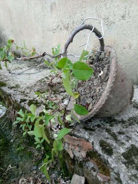 一颗盆养6年的悬崖木瓜下山桩